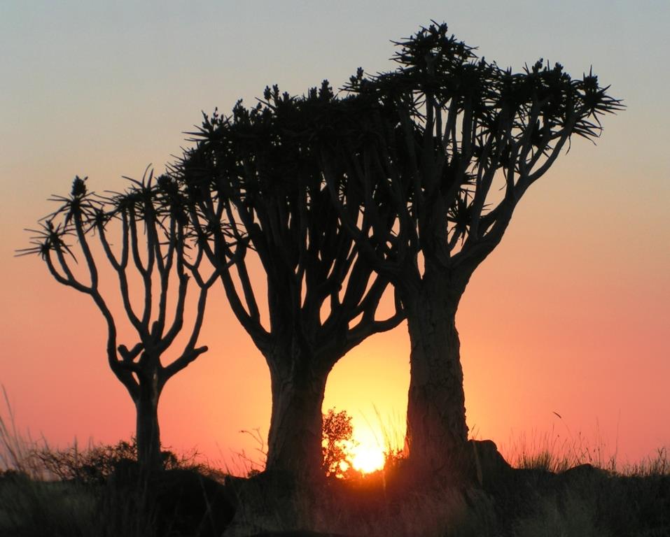 Namibia - Köcherbaumwald - 2006